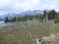 Ghost trees