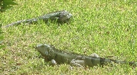 Iguanas