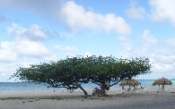 Watapana tree