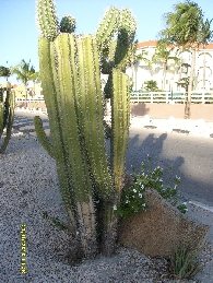 Cactus