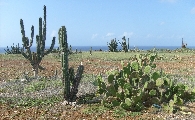 Assortment of cacti