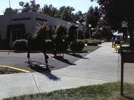 Horse topiary