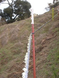 Lichen on fence