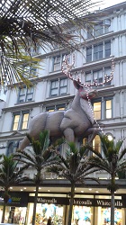 Auckland reindeer