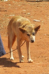 Dingo