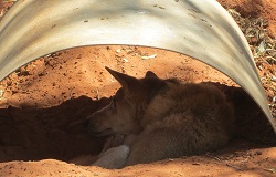 Napping dingo