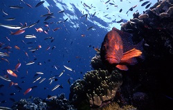 Fish on Great Barrier Reef