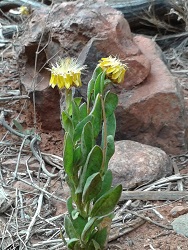 Flower at Kata Tjuta