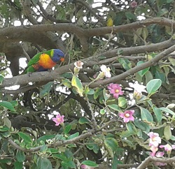 Lorikeet