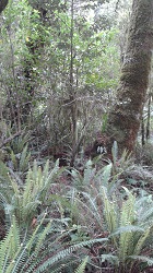 New Zealand Forest