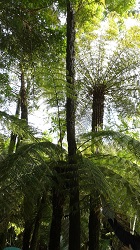 Trees in New Zealand