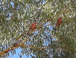 Pink birds