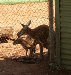 Kangaroos