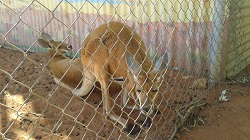 Kangaroos resting