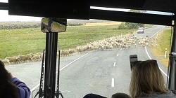 Sheep traffic jam