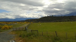 Yellow gorse