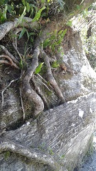 Tree roots