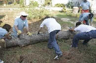 Mostly cut trunk