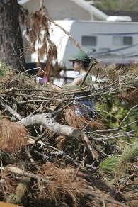 Brush pile