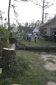 Tree safely down