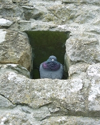 Pigeon in the wall