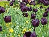 gardens of Muckross House - MK