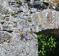 Garnish Island wall