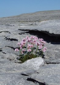 The Burren flowers