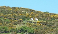 horses and yellow gorse - MP