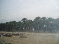 Date palms