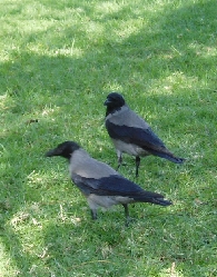 Crows