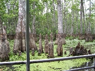 Cypress knees