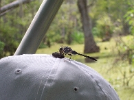 Dragonfly