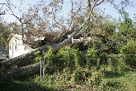 fallen trees