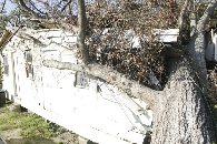 Trees on roof