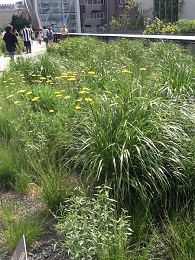 Garden flowers