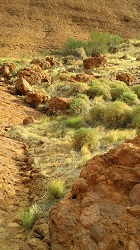 Conglomerate rock