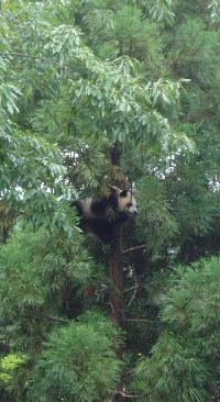 Panda in tree