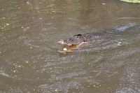 Alligator snack