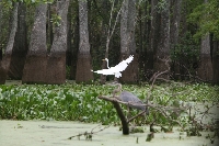 Bird in flight