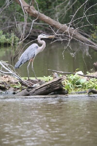 Bird standing